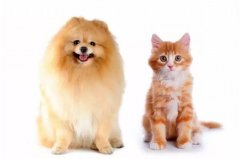 猫咪真的没有狗狗忠诚吗？