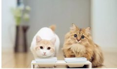 猫咪喂食注意事项