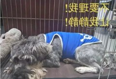 有汪星人的家，还是得需要一个笼子