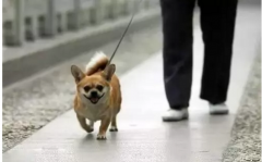 你真会遛狗吗？-遛狗的过程中需要注意的一些问