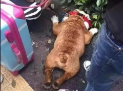 夏天超级热，狗狗也会烦躁的，怎么办呐？ 华兴
