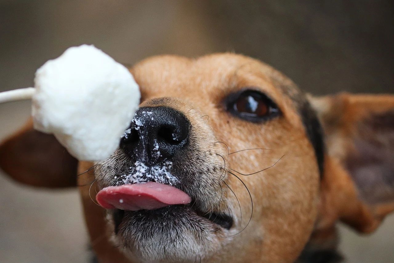 狗狗