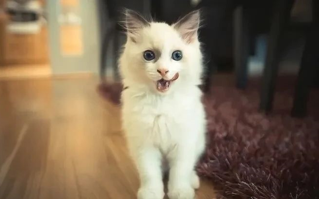猫咪