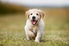 狗妈妈和幼犬们的关系变化：从分秒不离到独立生活