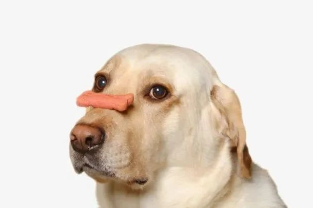 狗狗
