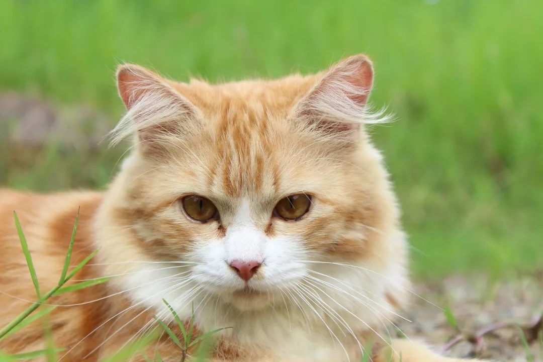 猫咪