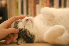 警惕了！有这几个表现说明你是“重度爱猫患者”
