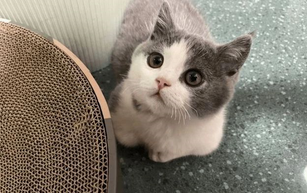 猫咪