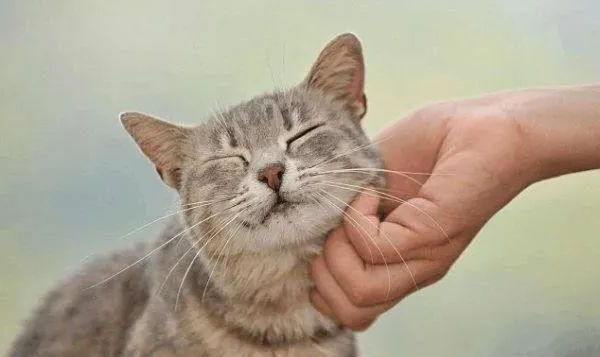 猫咪