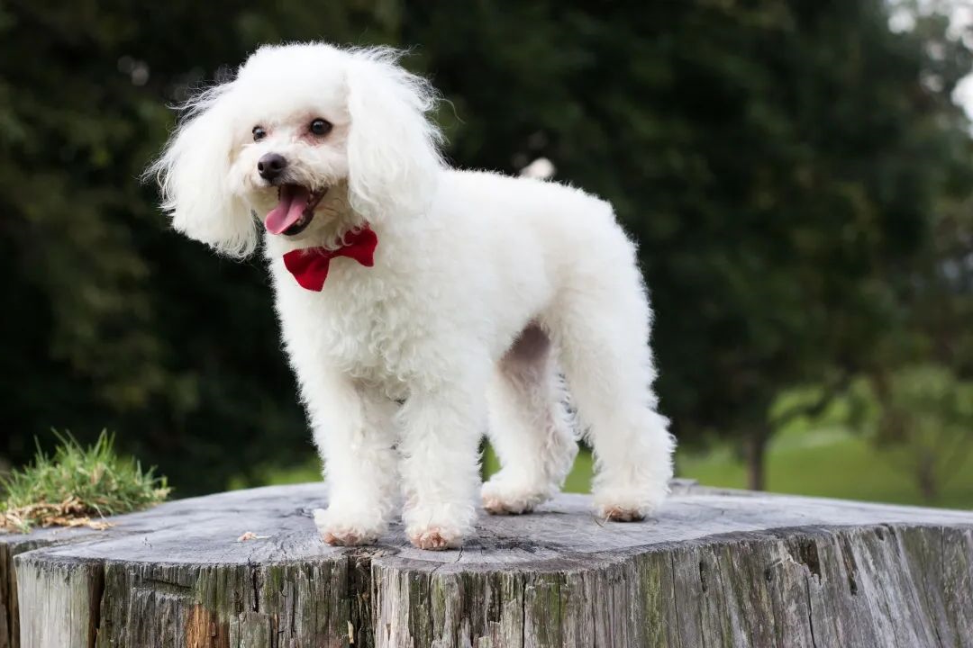 狗狗