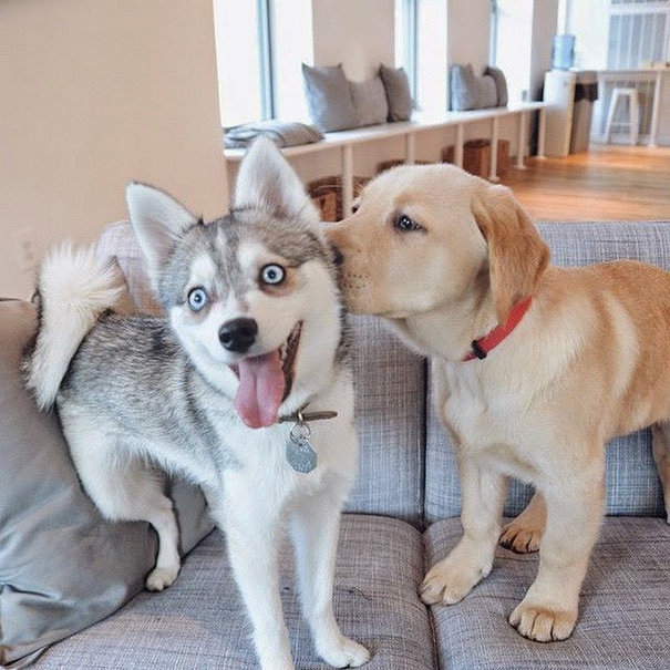 狗狗