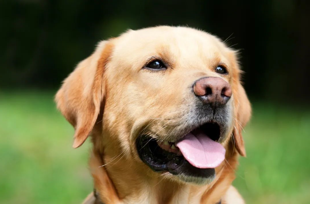 狗狗