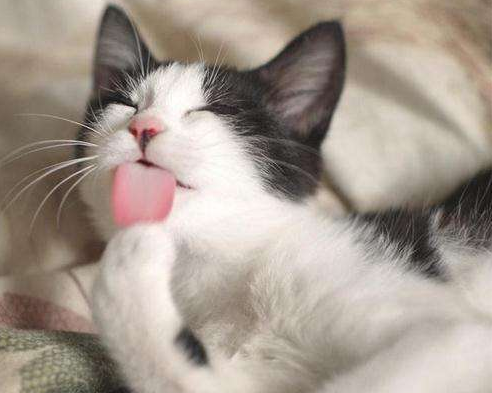 猫咪