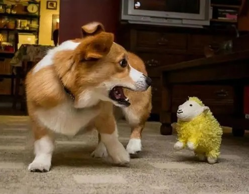 狗狗