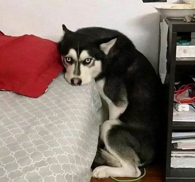 狗狗
