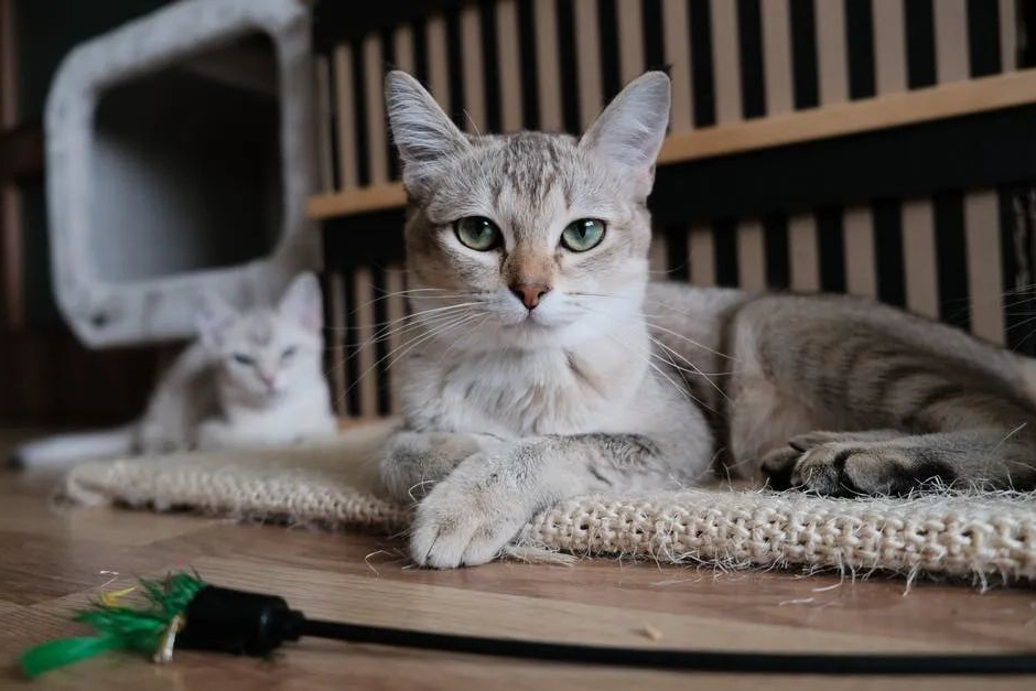 猫咪