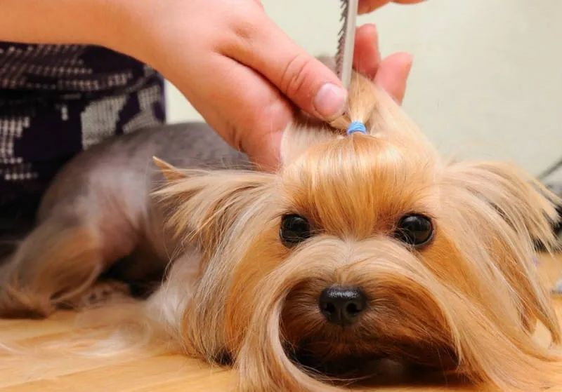 dog