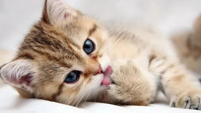 猫咪—华兴宠物食品