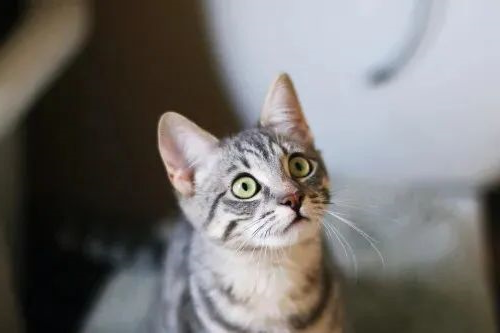 猫咪