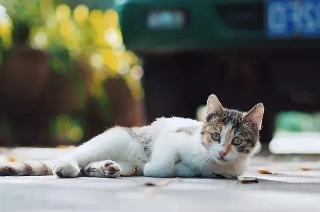 猫咪