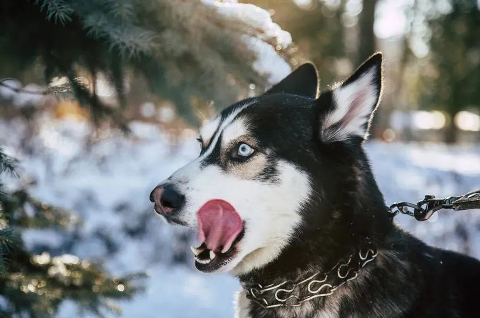 狗狗