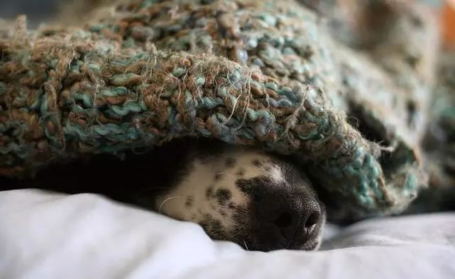 狗狗
