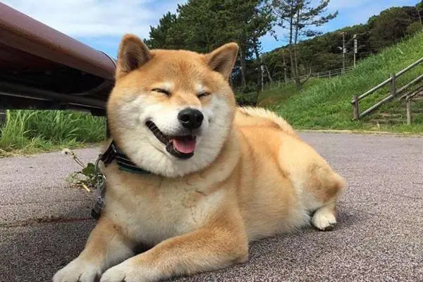 华兴宠物