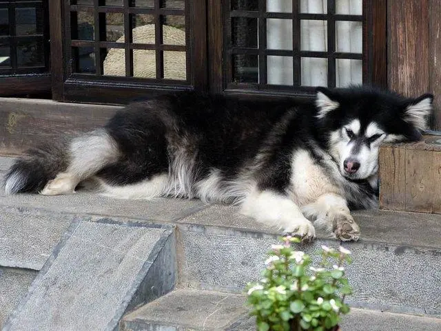 华兴宠物