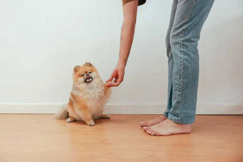 华兴宠物